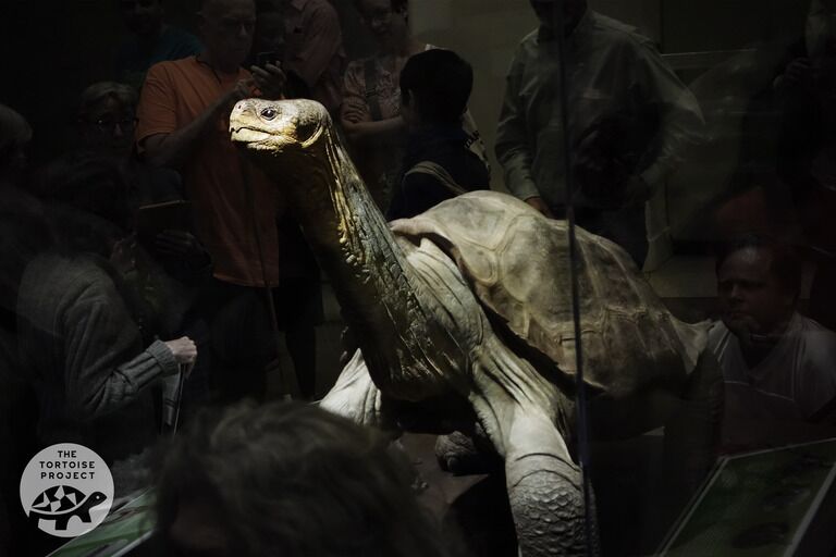 Lonesome George at the American Museum of Natural History, New York.