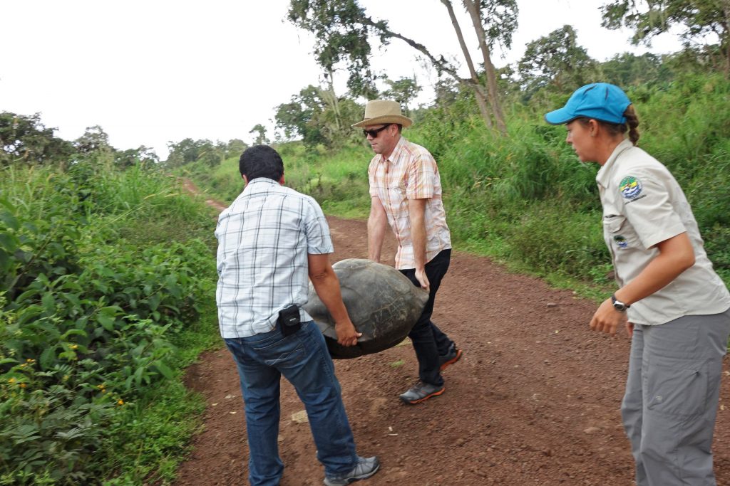 Kevin Gepford moving a Galápagos tortoise out of the road on Santa Cruz island.