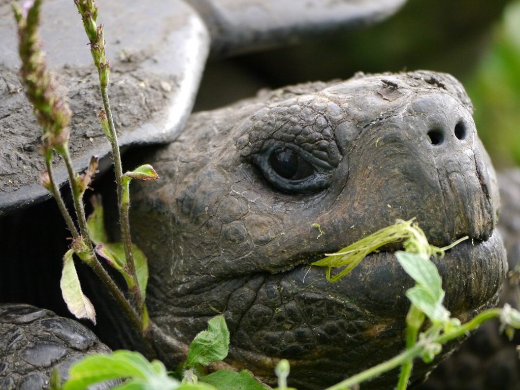 A Galápagos tortoise eating at Darwin Center, Santa Cruz Island. Photo by Kevin Gepford.