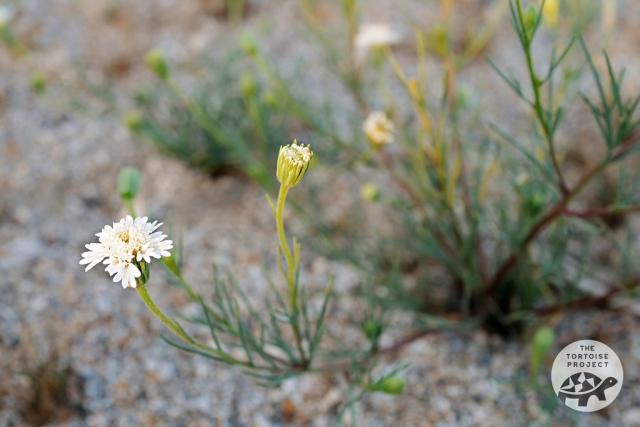 Coachella Valley — desert flora