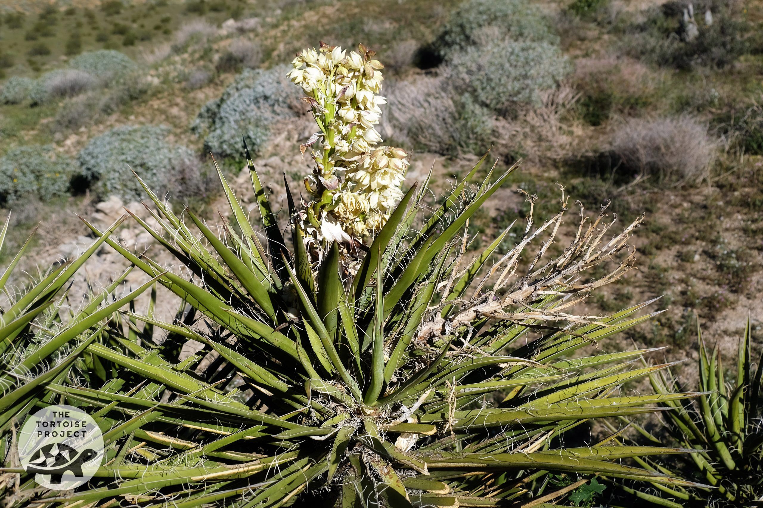 Coachella Valley — desert flora