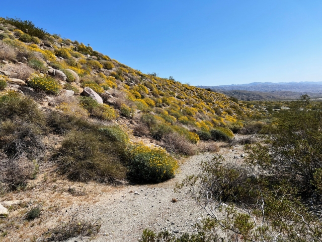 Devil's Garden, Coachella Valley; Brittlebush (Encelia farinosa)