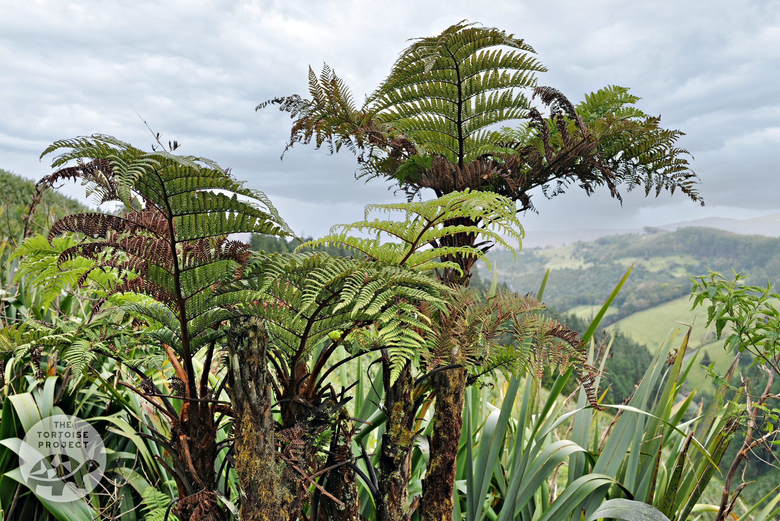 Saint Helena flora — at Diana's Peak, the endemic tree-fern (Dicksonia arborescens).