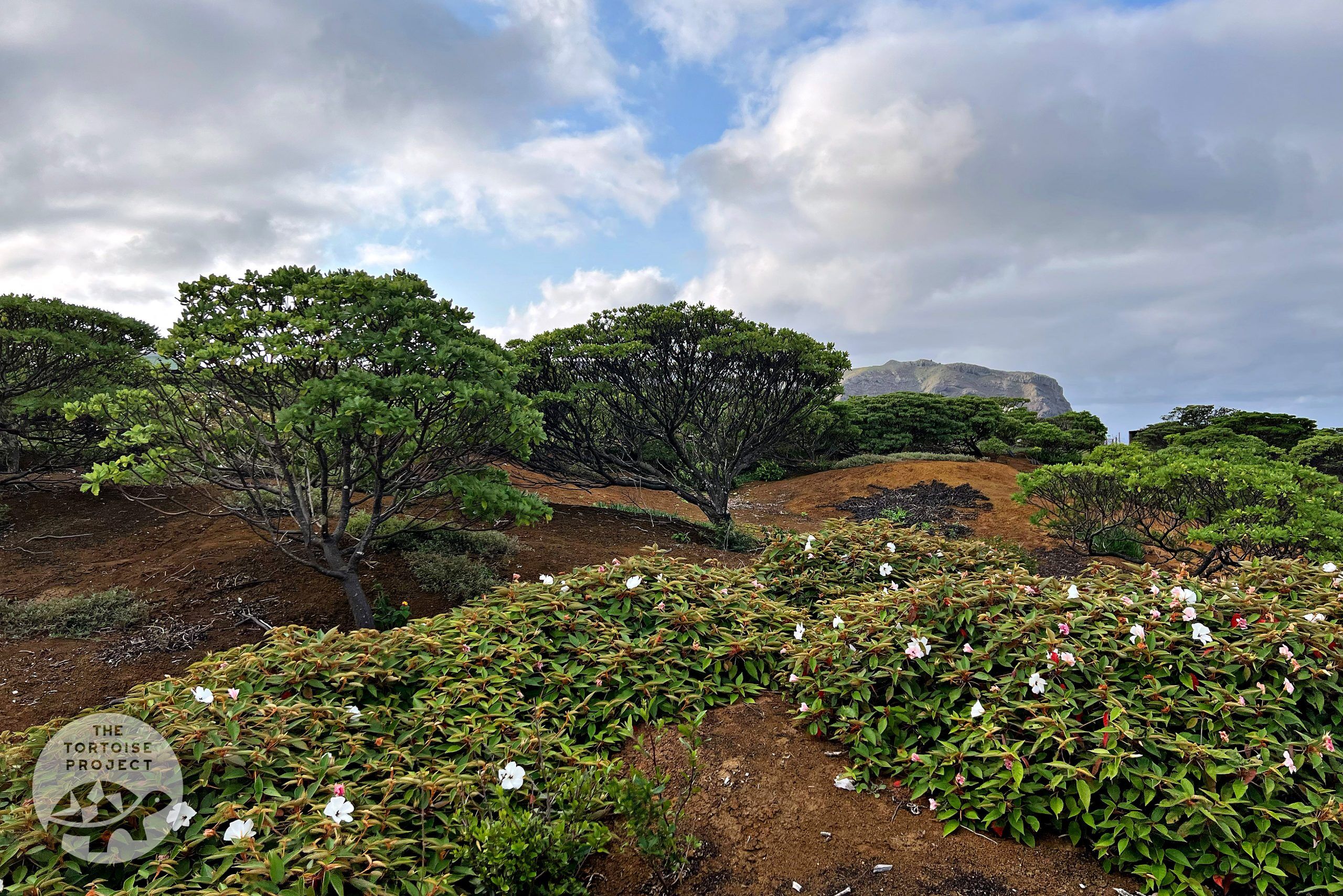 Saint Helena's "Millennium Forest" provides a glimpse of the island restored.