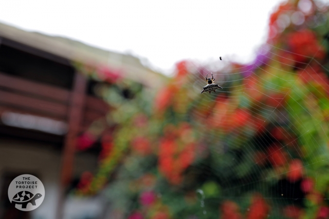 Saint Helena — a spider in the garden, against a backdrop of bougainvillea.