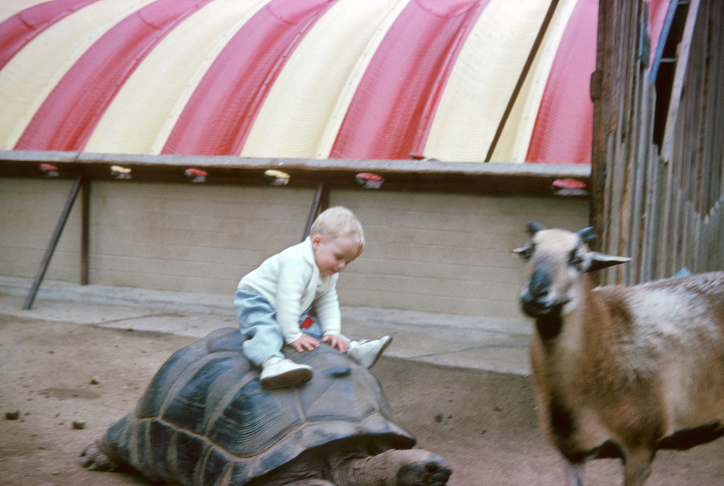 Child riding a Galápagos tortoise at the San Diego Zoo.