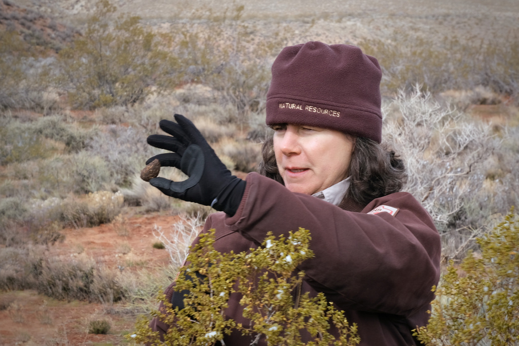 Ann McLuckie, wildlife biologist with Utah Division of Wildlife Resources, shows a tortoise scat on the Desert Tortoise Council symposium's field trip.