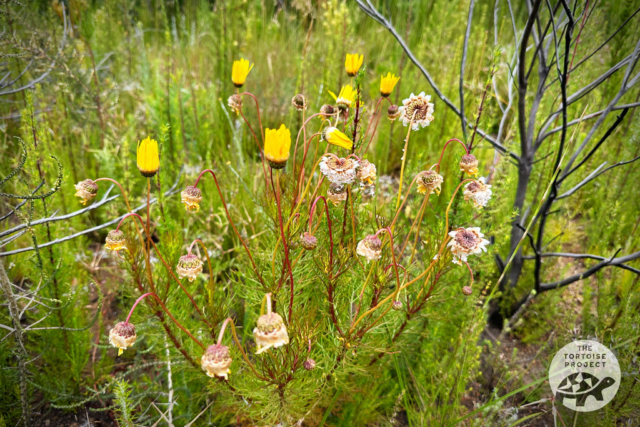 Wildflowers at Helderberg Nature Reserve