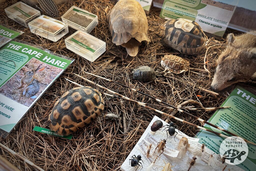Helderberg Nature Reserve. Tortoise shells and specimens in the museum case.