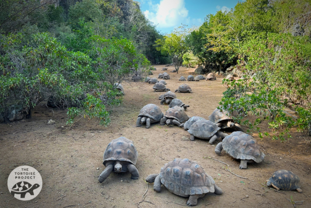 Aldabra giant tortoises forage at the bottom of Tiyel Canyon at François Leguat Reserve, Rodrigues.