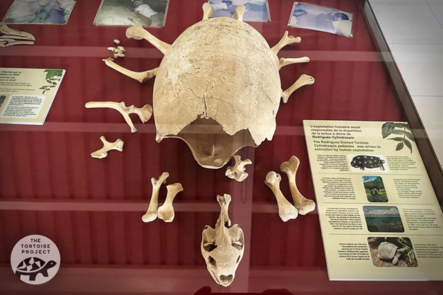 Grande Montagne Nature Reserve has one of the few extant skeletons of the original tortoises — this one is Cylindraspis peltastes.