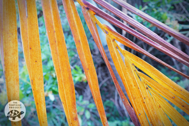 Pandanus leaves at Grande Montagne Nature Reserve, Rodrigues.