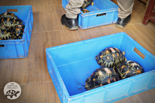 A shipment of seized radiated tortoises from Madagascar arrived. These will join the herd on Rodrigues.