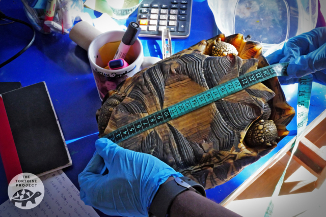Check-in for a Madagascar radiated tortoise that was seized from smugglers. It will join the herd on Rodrigues.