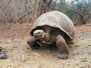 A Galápagos tortoise on the trail. Fernandina Island.