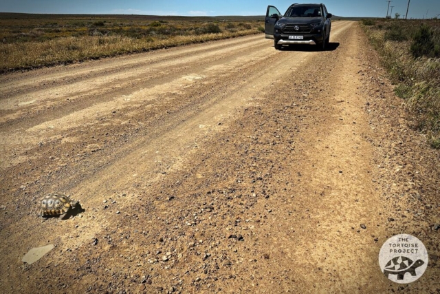 Near Nieuwoudtville, Northern Cape, South Africa — an Angulate tortoise (Chersina angulata) on the road.
