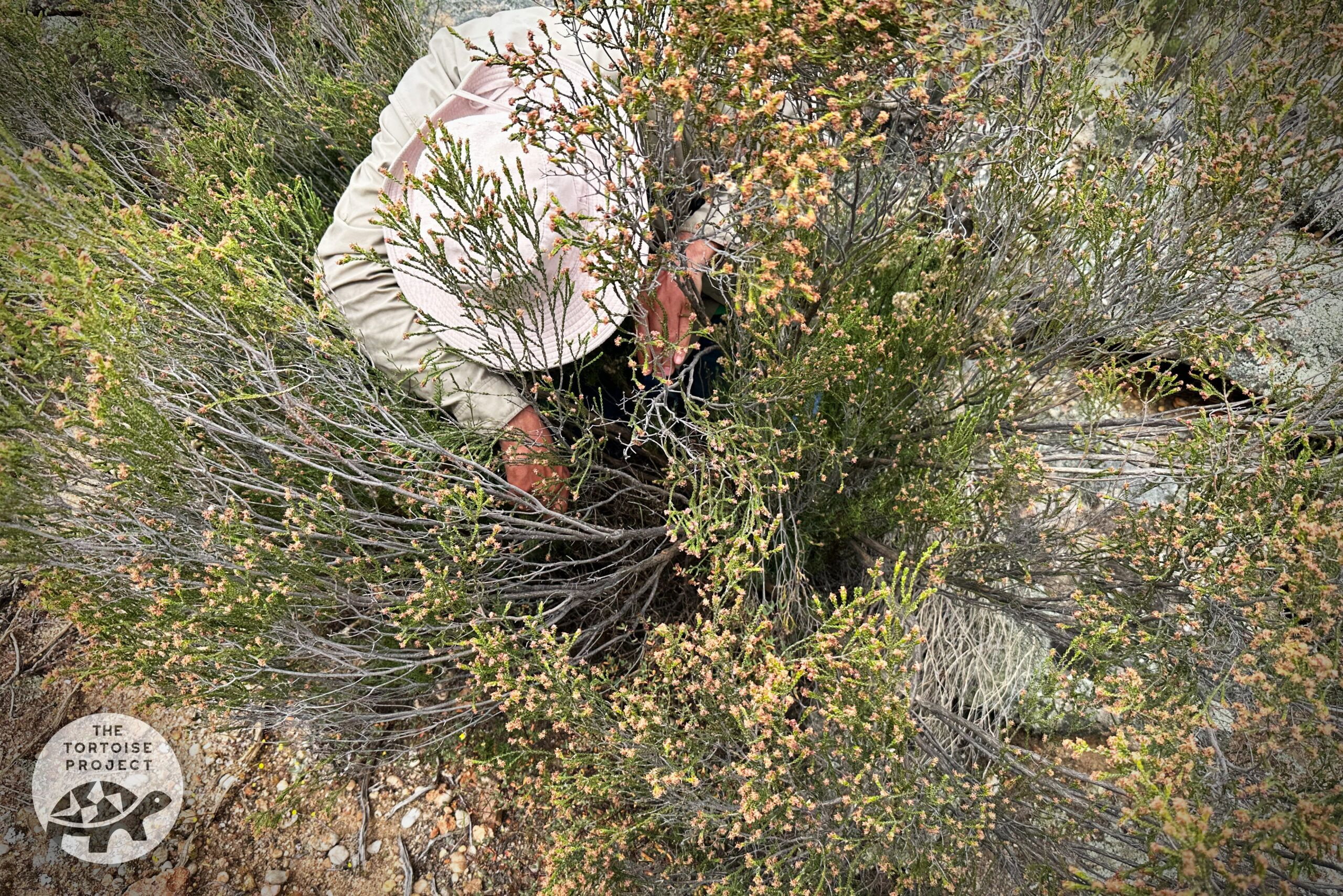 Near Nieuwoudtville, Northern Cape, South Africa — hunting for tortoises in the bushes.