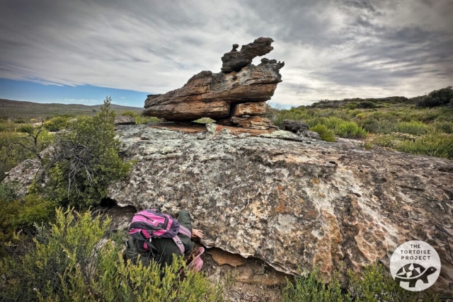 Near Nieuwoudtville, Northern Cape, South Africa — hunting for dwarf tortoises under a rocky ledge.