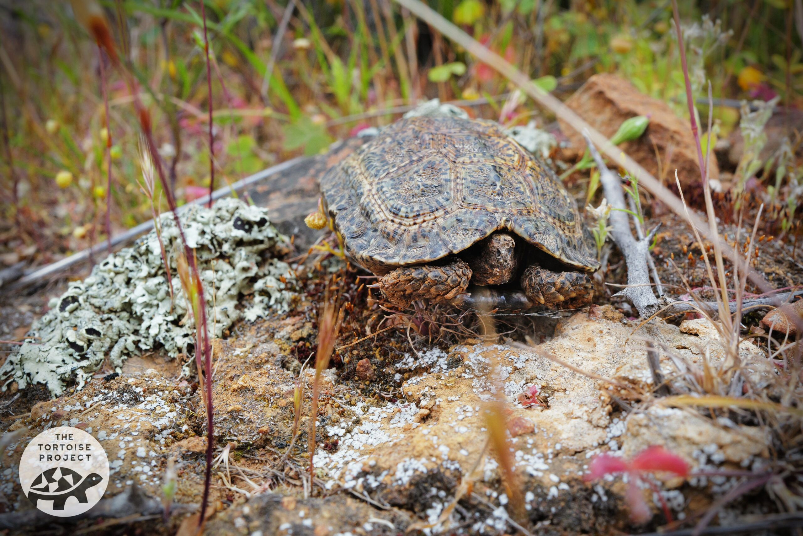 Near Nieuwoudtville, Northern Cape, South Africa — a dwarf tortoise in the veld.