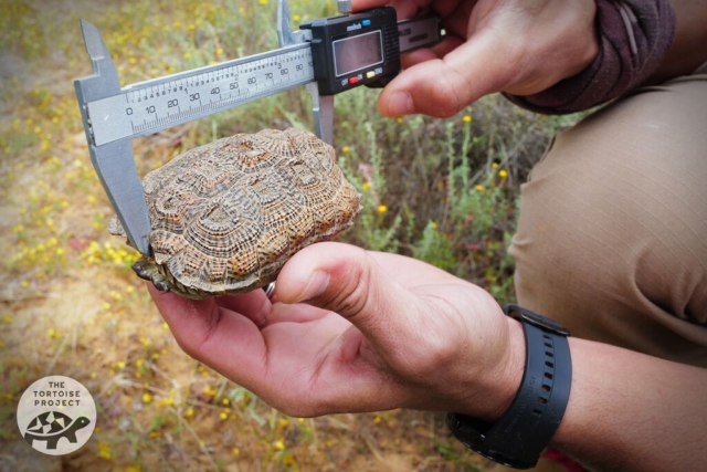 Near Nieuwoudtville, Northern Cape, South Africa — measuring a dwarf tortoise with a caliper.