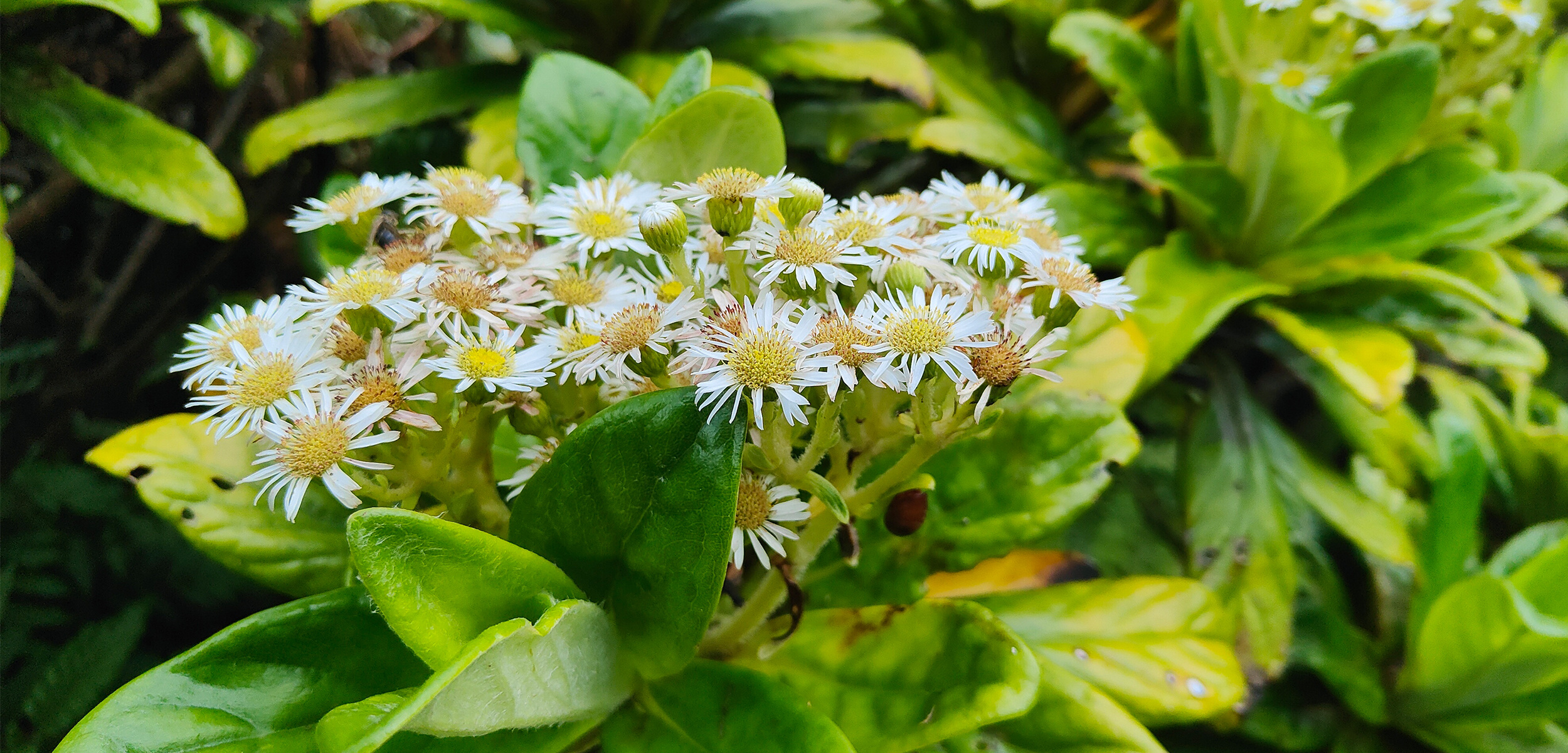 Hakai Magazine threats to St. Helena cloud forest 
article thumbnail