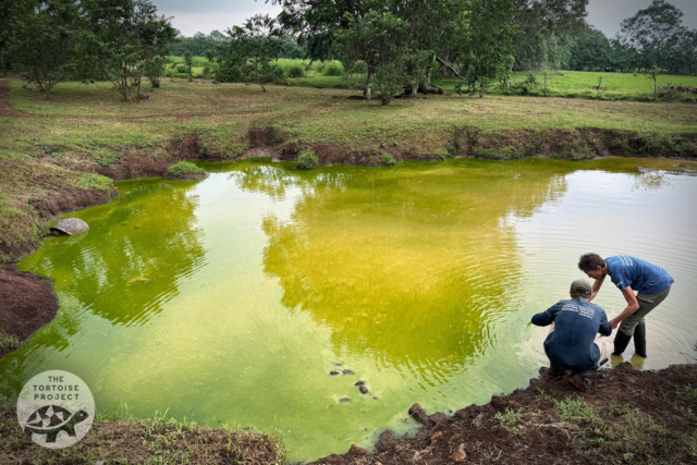 Researchers collect water for testing from a pond on Santa Cruz, Galápagos.