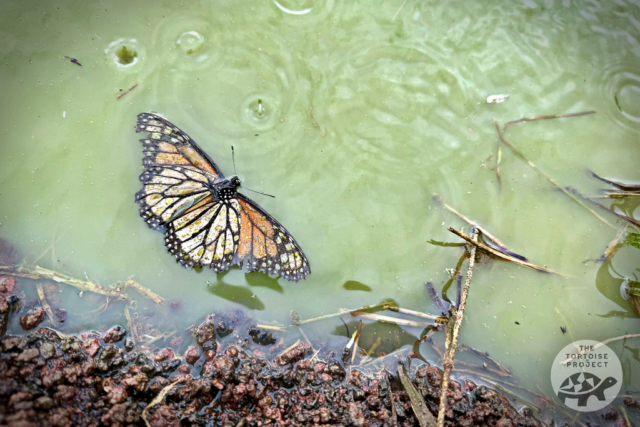 A dead butterfly floats in a tortoise pond on Santa Cruz island, Galápagos.