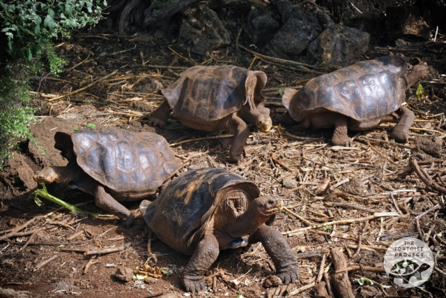 Española giant tortoises in the Charles Darwin Center, Galápagos.