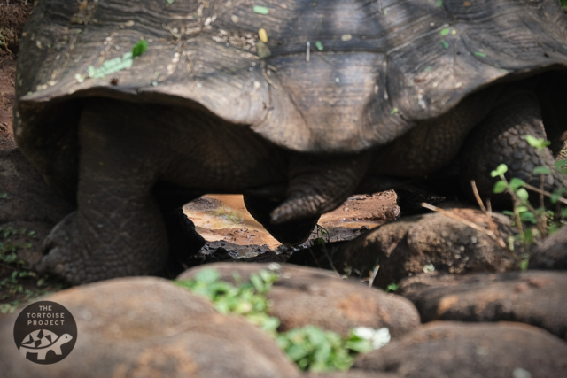 On Santa Cruz island, a giant Galápagos tortoise sips from a puddle after a recent rainfall.