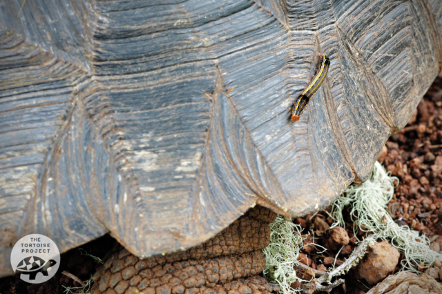 A caterpillar stalks a giant tortoise on Santa Cruz island, Galápagos.