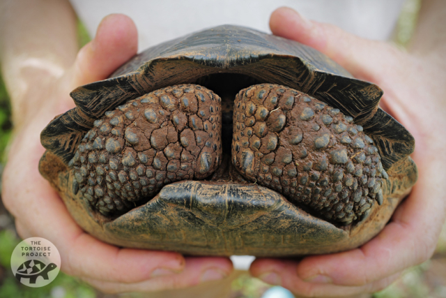 A young Galápagos tortoise.