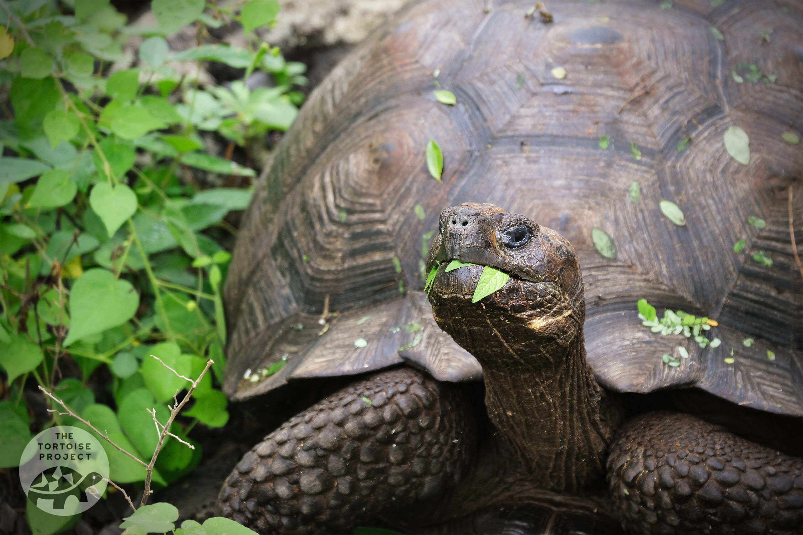 2024-03-15-Galapagos-Cerro-