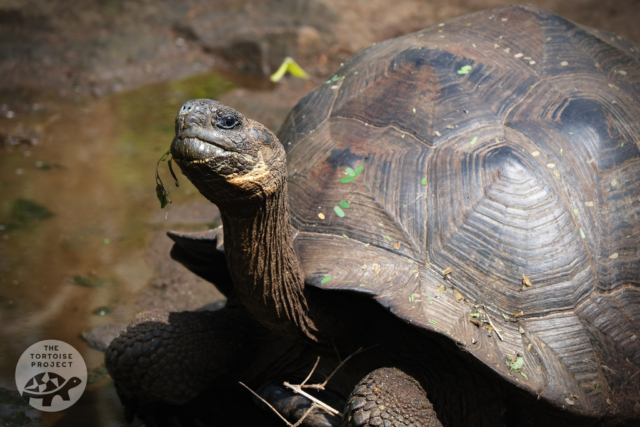A giant eastern Santa Cruz tortoise has a dry leaf hanging out of its mouth.