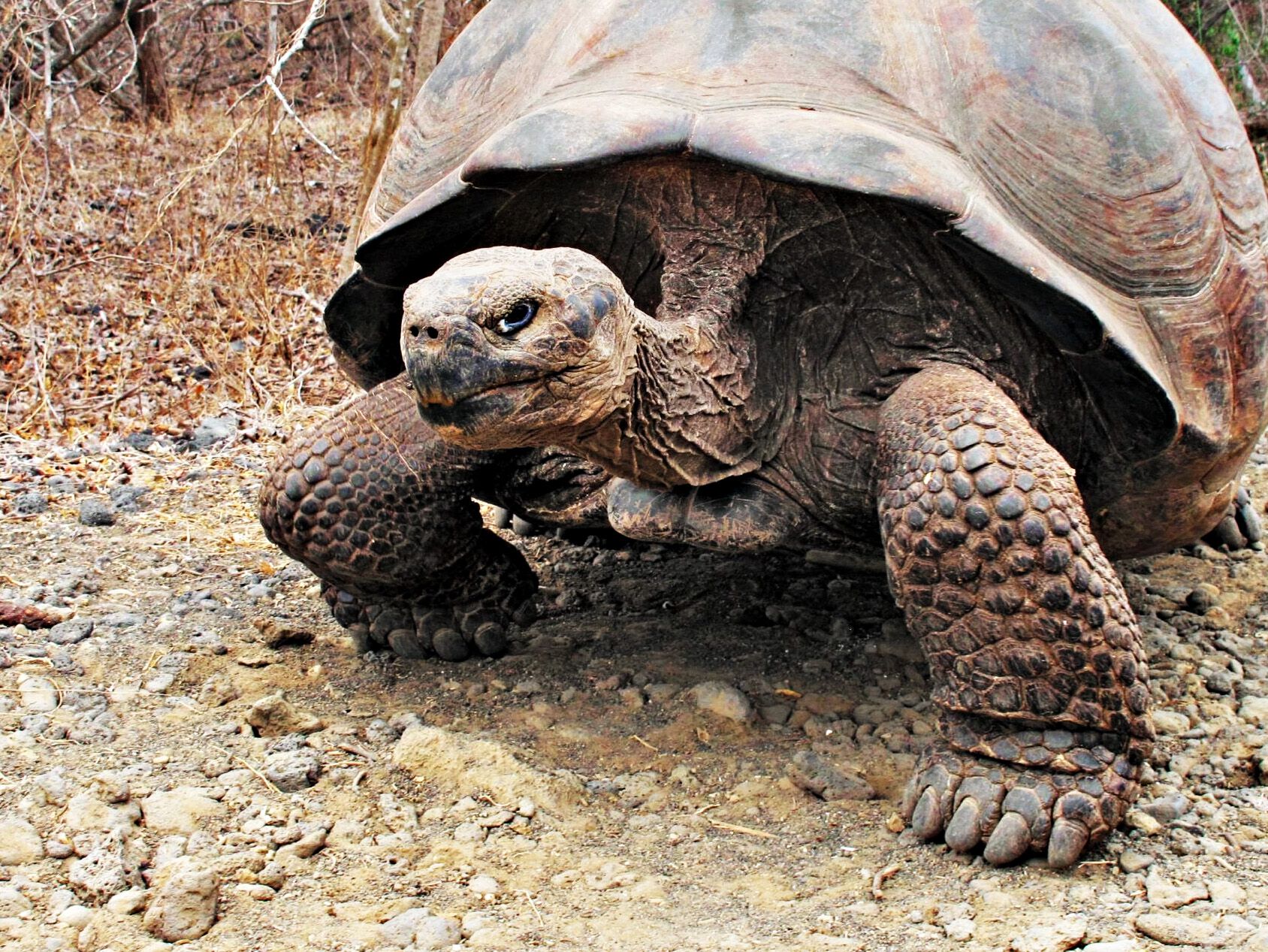 BBC Future Galápagos tortoises ecosystem article thumbnail