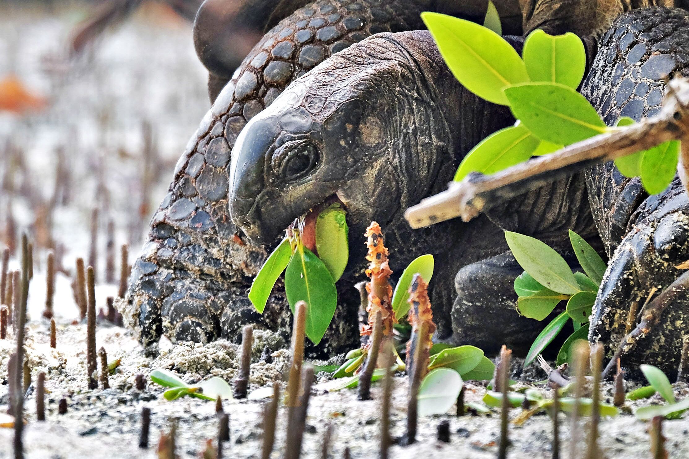 Smithsonian Magazine tortoise ecosystem article thumbnail