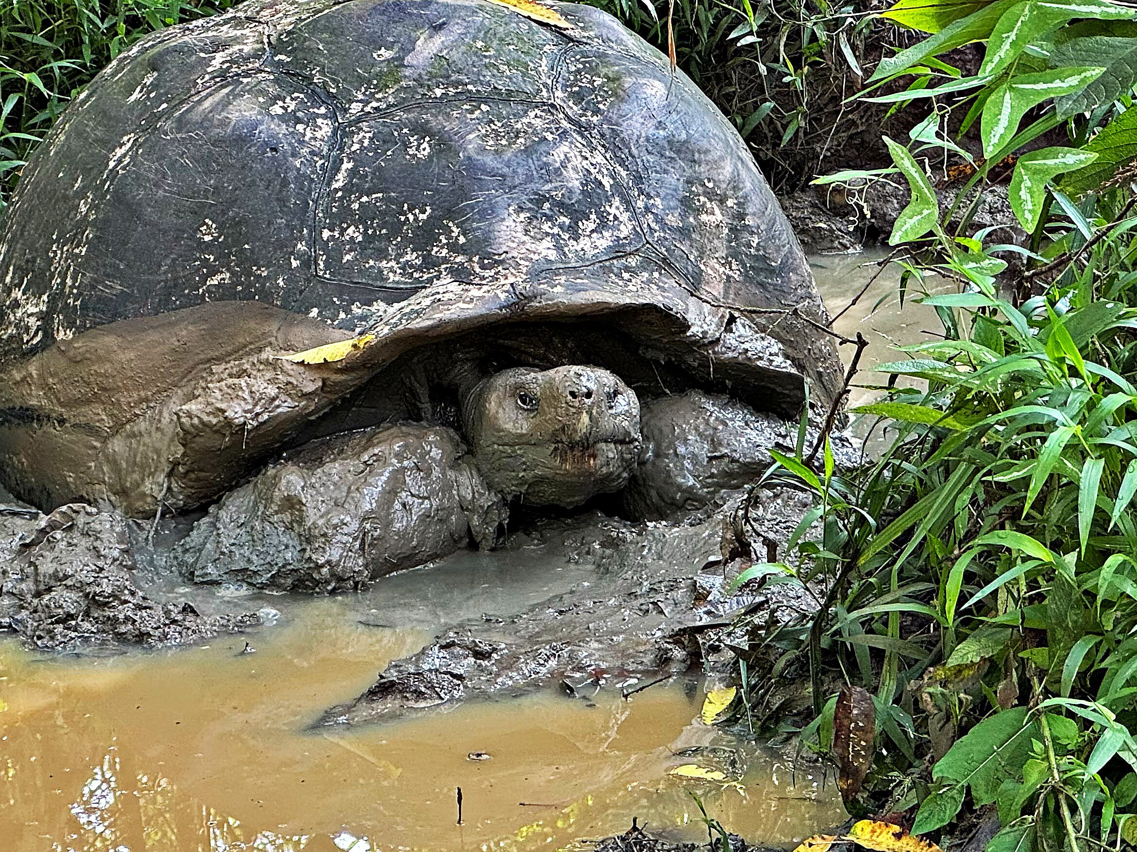 Hakai Magazine Galápagos tortoise threats article thumbnail