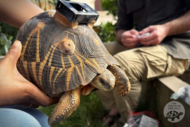 Radiated tortoise with a bracket Radiated tortoise with a bracket