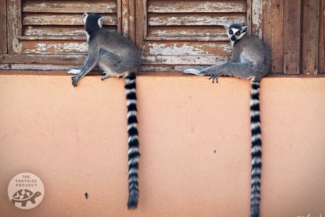 Ring-tailed lemurs Ring-tailed lemurs (Lemur catta) sit on a windowsill in southern Madagascar.