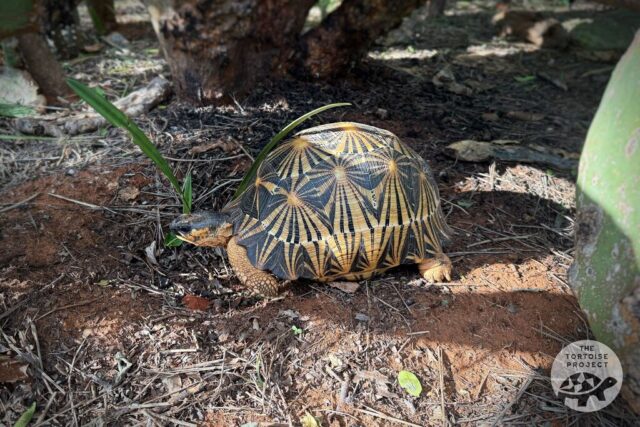 A Radiated tortoise in southern Madagascar.