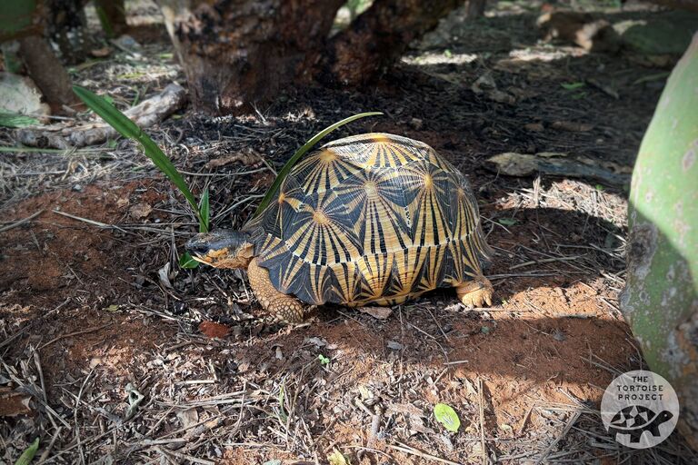 A Radiated tortoise in southern Madagascar.