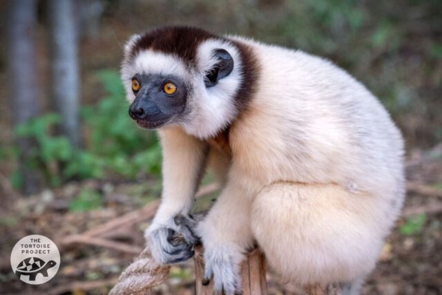 Sifaka lemur Sifaka lemur