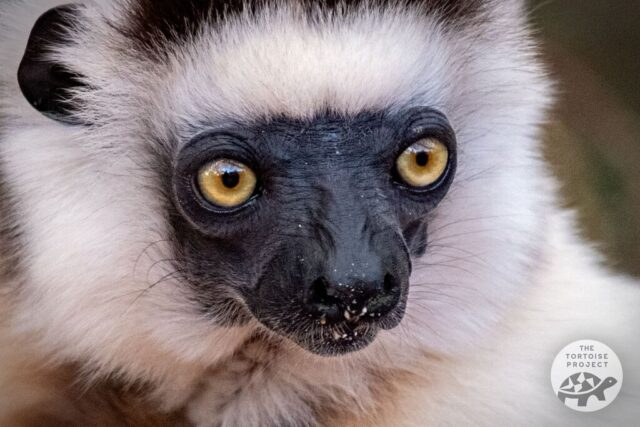 Sifaka lemur Sifaka lemur