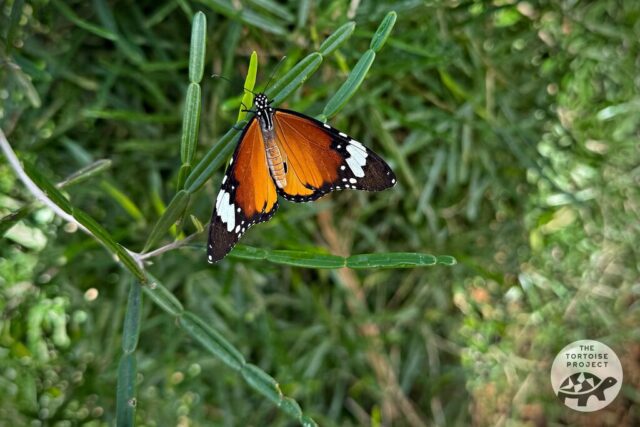A Madagascar tiger butterfly (Danaus chrysippus)