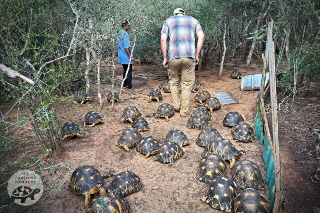 Captive Radiated tortoises at the Tortoise Conservation Center in Madagascar Captive Radiated tortoises