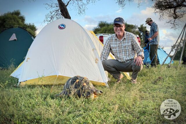 Radiated tortoise in Madagascar Radiated tortoise in Madagascar