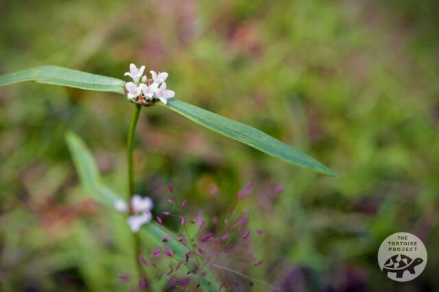 Flower in bloom in southern Madagascar