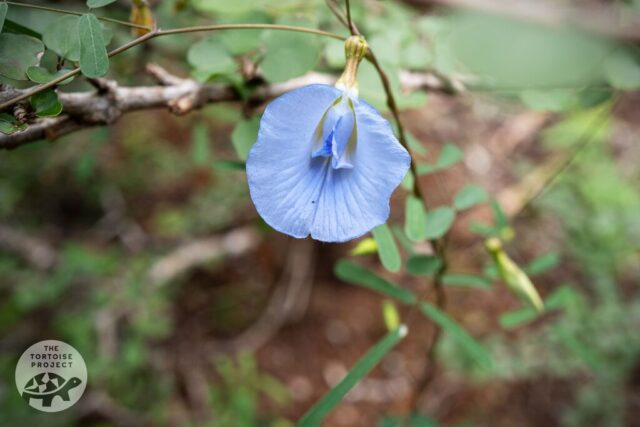 Flower in bloom in southern Madagascar