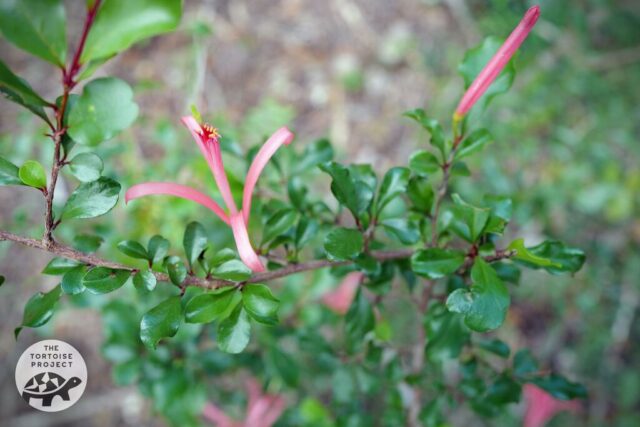 Flower in bloom in southern Madagascar