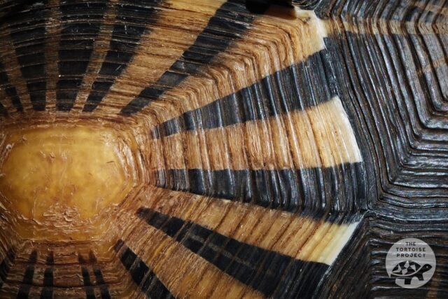 Radiated tortoise shell detail Radiated tortoise shell detail