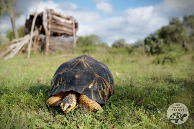 A radiated tortoise in southern Madagascar A radiated tortoise in southern Madagascar